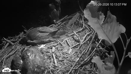 Cardinal Land Conservancy Eagles Live Webcam - May 26, 2026, 10:13pm EDT