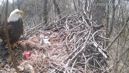 Cardinal Land Conservancy Eagles Live Webcam - Mar 27, 2026, 2:51pm EDT