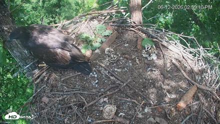 Cardinal Land Conservancy Eagles Live Webcam - Jun 12, 2026, 2:55pm EDT