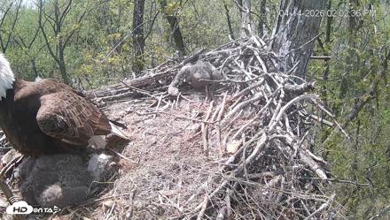 Cardinal Land Conservancy Eagles Live Webcam - Apr 14, 2026, 2:03pm EDT
