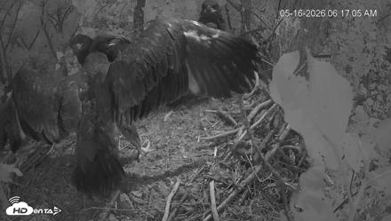 Cardinal Land Conservancy Eagles Live Webcam - May 16, 2026, 6:17am EDT