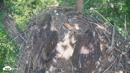Cardinal Land Conservancy Eagles Live Webcam - Jun 7, 2026, 3:23pm EDT