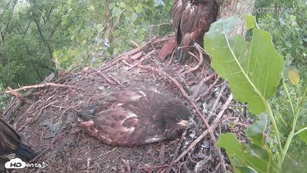 Cardinal Land Conservancy Eagles Live Webcam - May 25, 2026, 7:10am EDT
