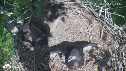 Cardinal Land Conservancy Eagles Live Webcam - May 11, 2026, 4:18pm EDT