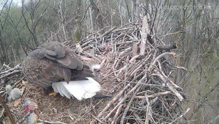 Cardinal Land Conservancy Eagles Live Webcam - Apr 1, 2026, 1:22pm EDT