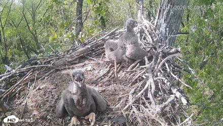 Cardinal Land Conservancy Eagles Live Webcam - Apr 17, 2026, 12:02pm EDT