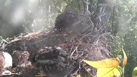 Cardinal Land Conservancy Eagles Live Webcam - Apr 29, 2026, 7:05pm EDT