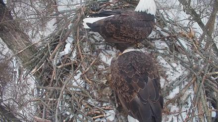 Cardinal Land Conservancy Eagles Live Webcam - Feb 2, 2026, 10:07am EST
