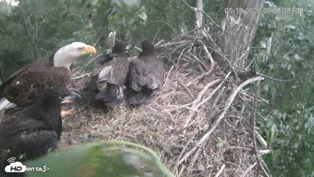 Cardinal Land Conservancy Eagles Live Webcam - May 18, 2026, 8:09pm EDT