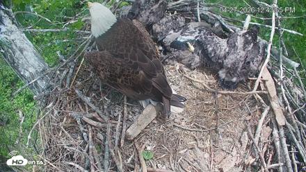 Cardinal Land Conservancy Eagles Live Webcam - Apr 27, 2026, 12:44pm EDT