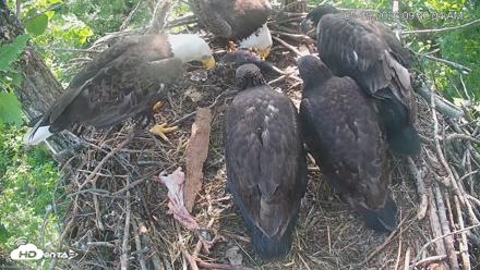 Cardinal Land Conservancy Eagles Live Webcam - May 19, 2026, 9:40am EDT