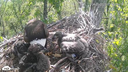 Cardinal Land Conservancy Eagles Live Webcam - Apr 25, 2026, 3:11pm EDT