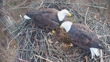 Cardinal Land Conservancy Eagles Live Webcam - Jan 9, 2026, 10:09am EST