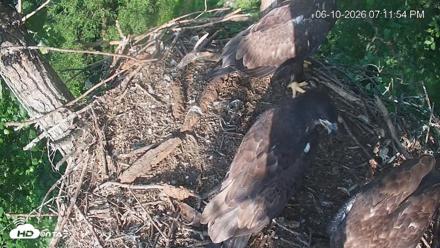 Cardinal Land Conservancy Eagles Live Webcam - Jun 10, 2026, 7:12pm EDT