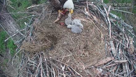 Cardinal Land Conservancy Eagles Live Webcam - Apr 1, 2026, 4:33pm EDT