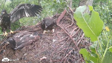 Cardinal Land Conservancy Eagles Live Webcam - May 24, 2026, 6:06pm EDT