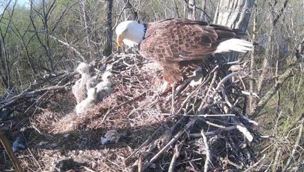 Cardinal Land Conservancy Eagles Live Webcam - Apr 6, 2026, 9:27am EDT