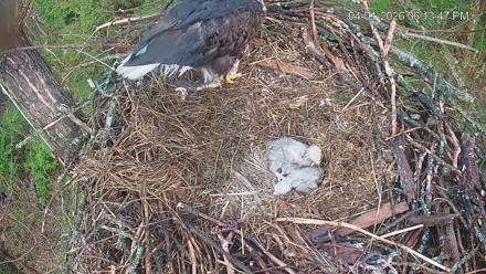 Cardinal Land Conservancy Eagles Live Webcam - Apr 1, 2026, 6:14pm EDT