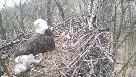 Cardinal Land Conservancy Eagles Live Webcam - Mar 31, 2026, 1:13pm EDT
