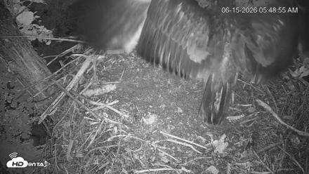Cardinal Land Conservancy Eagles Live Webcam - Jun 15, 2026, 5:49am EDT