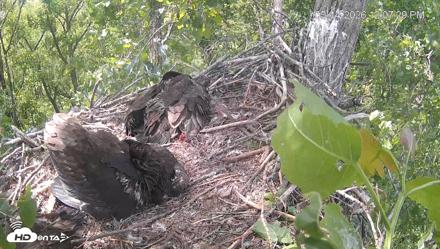 Cardinal Land Conservancy Eagles Live Webcam - May 14, 2026, 12:08pm EDT
