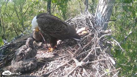 Cardinal Land Conservancy Eagles Live Webcam - Apr 23, 2026, 10:53am EDT