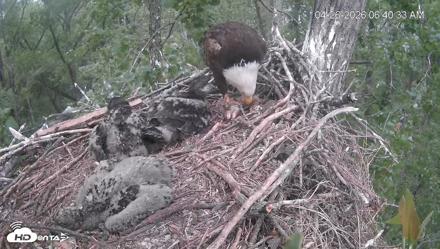 Cardinal Land Conservancy Eagles Live Webcam - Apr 26, 2026, 6:41am EDT