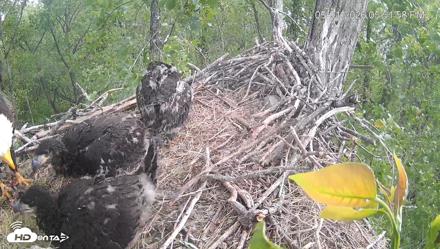 Cardinal Land Conservancy Eagles Live Webcam - May 1, 2026, 5:52pm EDT