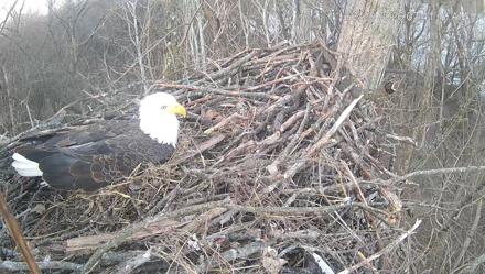 Cardinal Land Conservancy Eagles Live Webcam - Feb 20, 2026, 7:41am EST