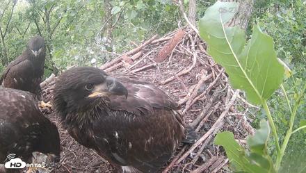 Cardinal Land Conservancy Eagles Live Webcam - May 27, 2026, 9:48am EDT