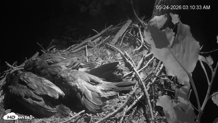 Cardinal Land Conservancy Eagles Live Webcam - May 24, 2026, 3:11am EDT