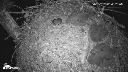 Cardinal Land Conservancy Eagles Live Webcam - Apr 18, 2026, 1:44am EDT