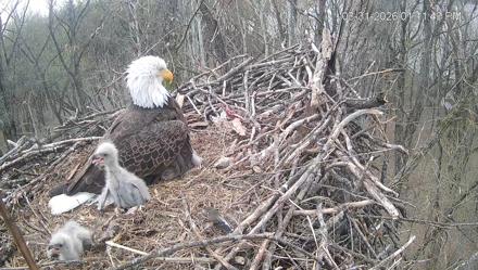 Cardinal Land Conservancy Eagles Live Webcam - Mar 31, 2026, 1:12pm EDT