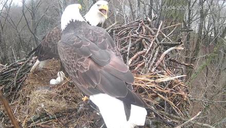 Cardinal Land Conservancy Eagles Live Webcam - Mar 4, 2026, 1:29pm EST