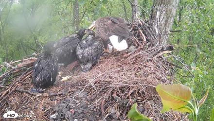 Cardinal Land Conservancy Eagles Live Webcam - Apr 29, 2026, 11:08am EDT