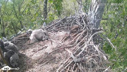 Cardinal Land Conservancy Eagles Live Webcam - Apr 21, 2026, 11:24am EDT