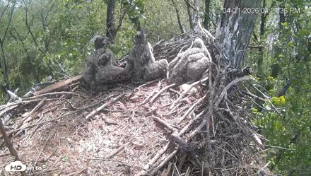 Cardinal Land Conservancy Eagles Live Webcam - Apr 21, 2026, 4:22pm EDT