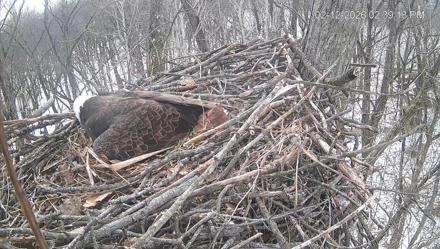 Cardinal Land Conservancy Eagles Live Webcam - Feb 12, 2026, 2:40pm EST