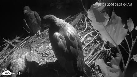 Cardinal Land Conservancy Eagles Live Webcam - May 28, 2026, 1:35am EDT