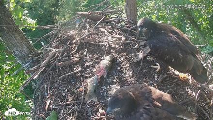 Cardinal Land Conservancy Eagles Live Webcam - Jun 15, 2026, 7:55am EDT