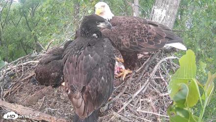 Cardinal Land Conservancy Eagles Live Webcam - May 10, 2026, 8:24am EDT