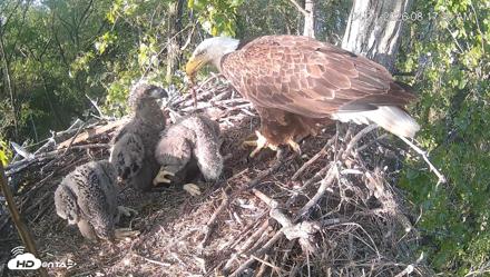 Cardinal Land Conservancy Eagles Live Webcam - Apr 21, 2026, 8:18am EDT