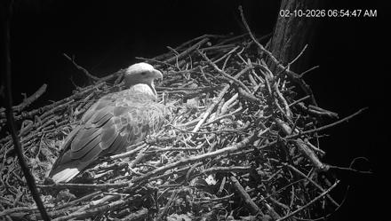 Cardinal Land Conservancy Eagles Live Webcam - Feb 10, 2026, 6:55am EST