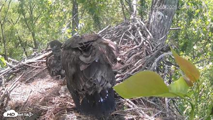Cardinal Land Conservancy Eagles Live Webcam - May 6, 2026, 1:59pm EDT