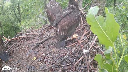 Cardinal Land Conservancy Eagles Live Webcam - May 23, 2026, 10:25am EDT