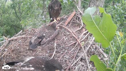 Cardinal Land Conservancy Eagles Live Webcam - May 24, 2026, 10:28am EDT