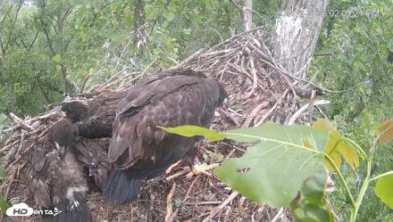 Cardinal Land Conservancy Eagles Live Webcam - May 16, 2026, 2:10pm EDT