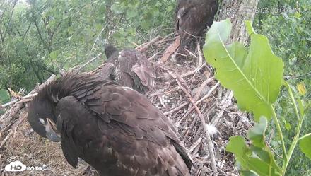Cardinal Land Conservancy Eagles Live Webcam - May 23, 2026, 3:00pm EDT