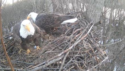 Cardinal Land Conservancy Eagles Live Webcam - Feb 13, 2026, 5:51pm EST