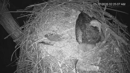 Cardinal Land Conservancy Eagles Live Webcam - Mar 31, 2026, 2:25am EDT